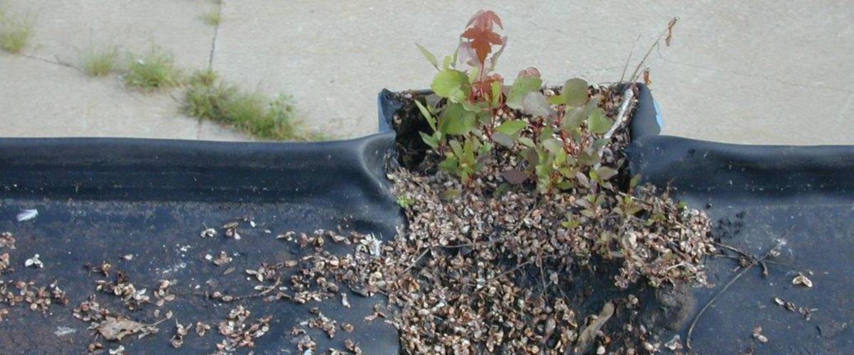 How to Prevent Plant Growth On Your Roof D. C. Taylor Co. D. C